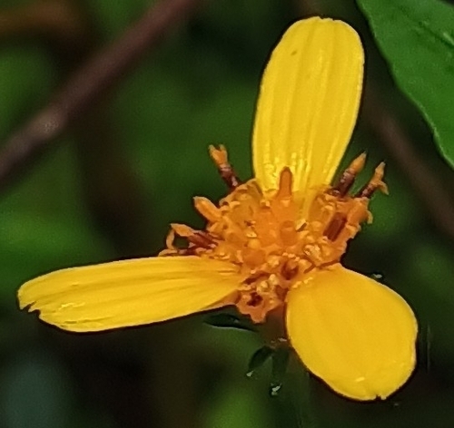 Bidens forbesii observed 2026-07-04