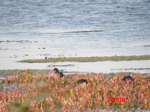 Eurasian Coot