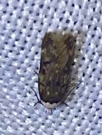 White-shouldered House Moth
