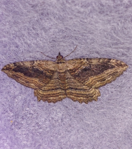 Dark Umber