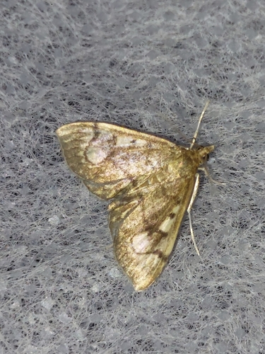 Woundwort Pearl