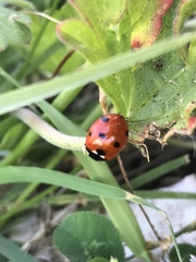 Coccinella septempunctata