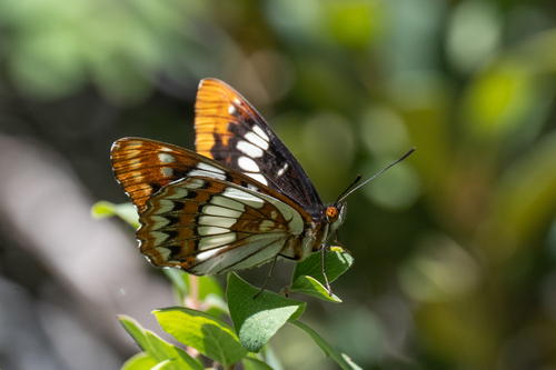 iNaturalist observation photo of Lorquin's Admiral