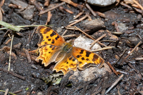 iNaturalist observation photo of Satyr Comma
