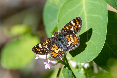 iNaturalist observation photo of Field Crescent