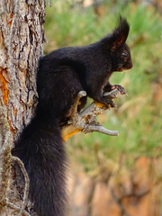 Abert's Squirrel photo 3