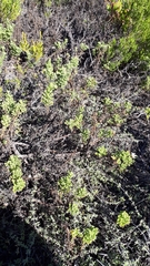 Arctotis aspera aspera