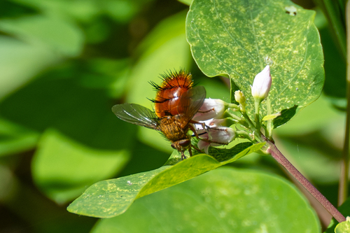 iNaturalist observation photo of Adejeania vexatrix