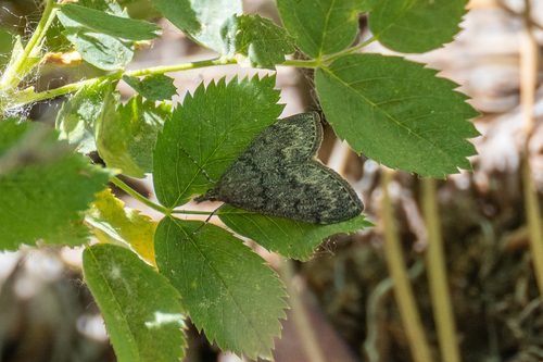 iNaturalist observation photo of Dusky Saucrobotys Moth