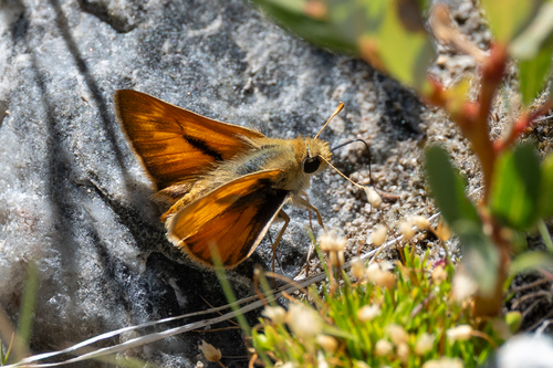 iNaturalist observation photo of Ochlodes