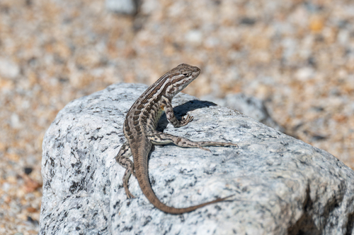 iNaturalist observation photo of Common Sagebrush Lizard