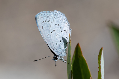 iNaturalist observation photo of Echo Azure