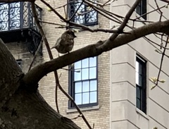 Passer domesticus