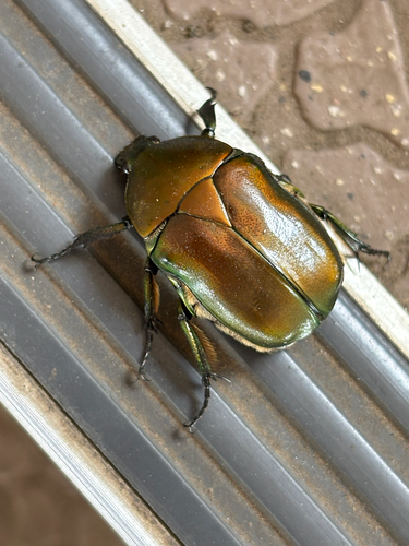 Japanese Drone Beetle