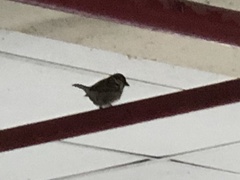 Passer domesticus