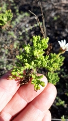 Arctotis aspera aspera