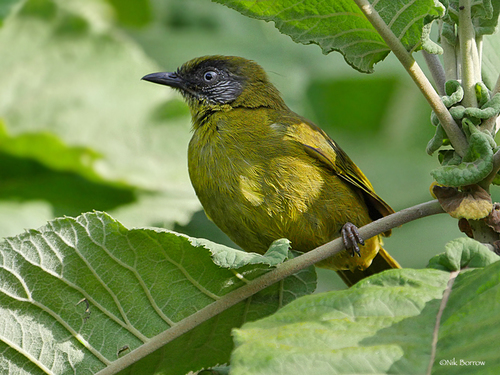 Arizelocichla striifacies (Reichenow & Neumann, 1895)