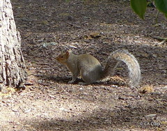 Sciurus carolinensis