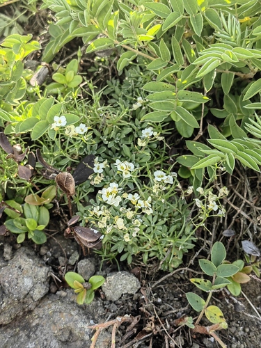 Draba sachalinensis iNat (2)