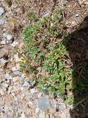 Xeranthemum inapertum
