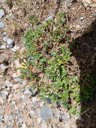 Xeranthemum inapertum, photograph 2