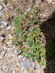 Xeranthemum inapertum, photograph (c) Anis Dris, some rights reserved (CC BY)