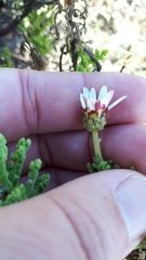 Arctotis aspera aspera