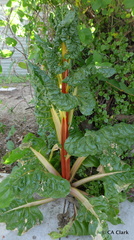 Beta vulgaris cicla