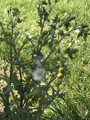 Senecio vulgaris
