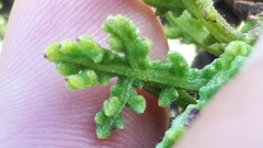 Arctotis aspera aspera