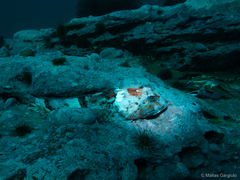 Channel Bull Blenny photo 4