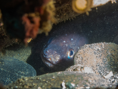 Red Cusk-Eel photo 2