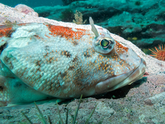 Channel Bull Blenny photo 3