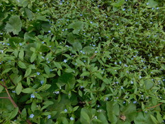 Memoremea scorpioides