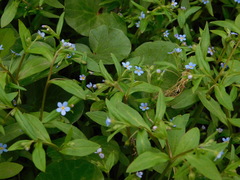 Memoremea scorpioides