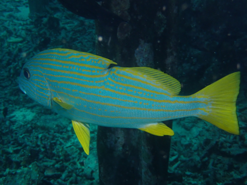 Goldstriped sweetlips (Plectorhinchus chrysotaenia) — Haemulidae