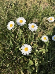 Bellis perennis