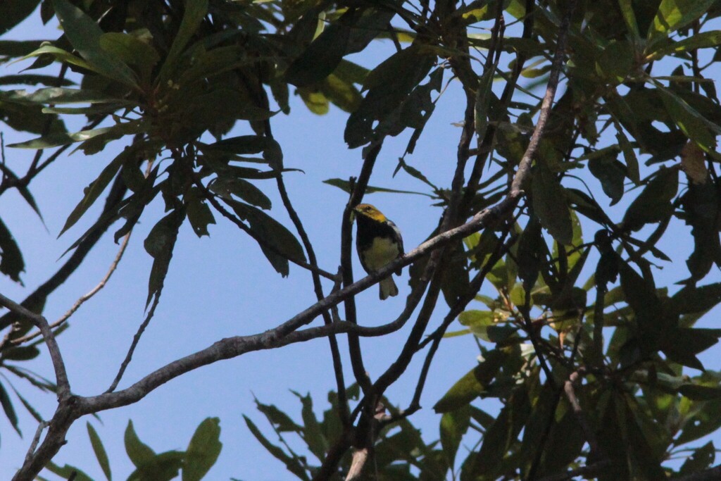 Black-throated Green Warbler