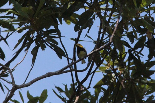Black-throated Green Warbler