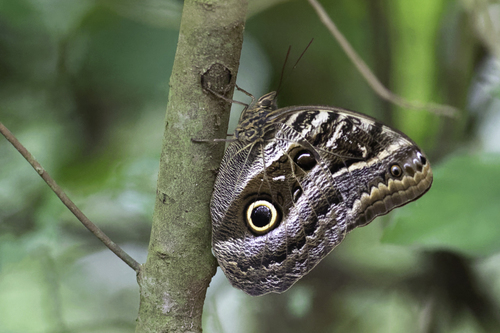 Dusky Owl-Butterfly