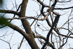 Picumnus innominatus