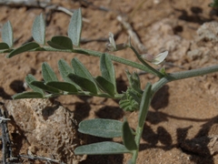Astragalus geyeri triquetrus
