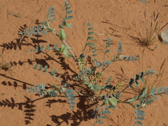 Astragalus geyeri triquetrus