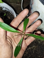 Labatia salicifolia