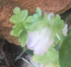 (c) Linda Jo Conn, some rights reserved (CC BY) Nemophila phacelioides, photograph (c) Linda Jo Conn, some rights reserved (CC BY)