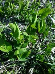Aristolochia rotunda