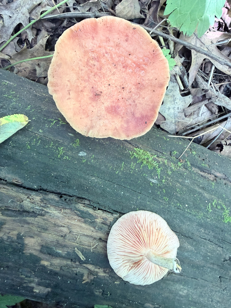 Rhodotus reticeps · July 2026 · photo: Photo: (c) Erica Tava Johnson, some rights reserved (CC BY) · iNaturalist
