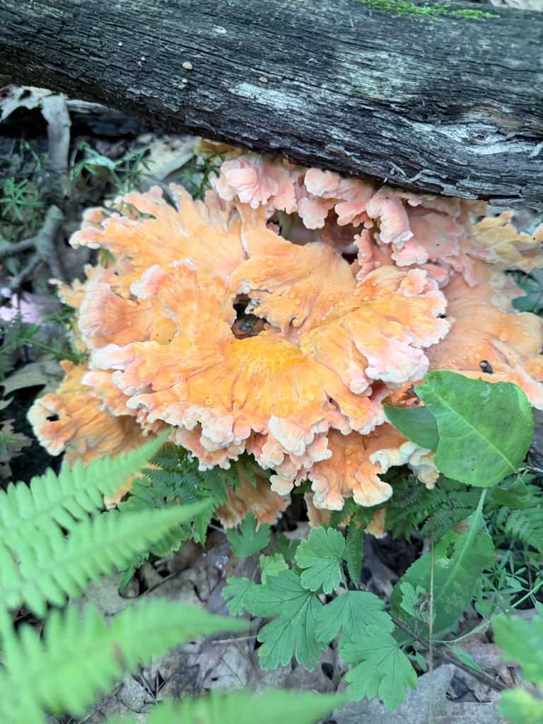 White-pored Chicken of the Woods · July 2026 · photo: Photo: (c) Erica Tava Johnson, some rights reserved (CC BY) · iNaturalist
