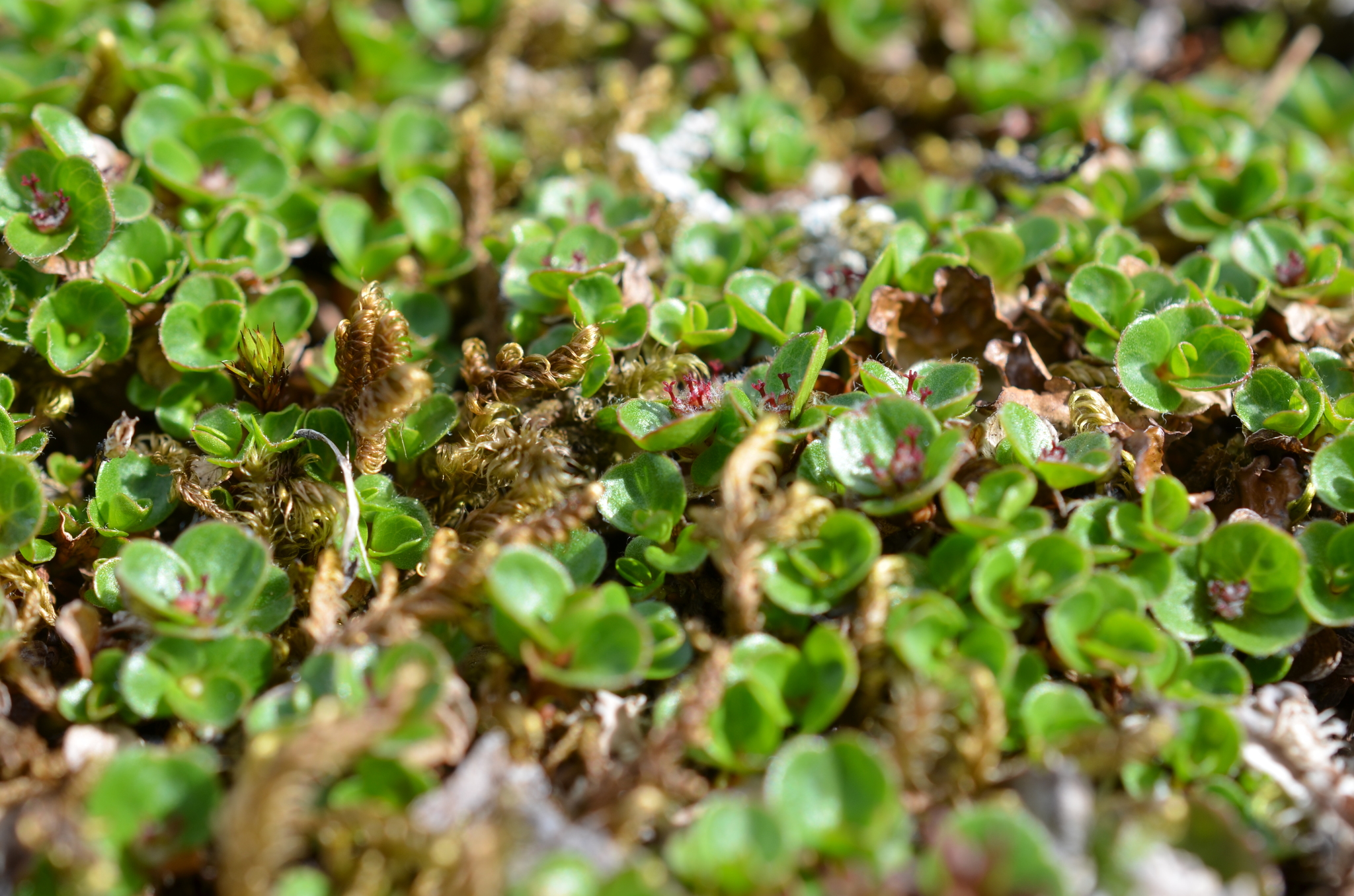 Salix rotundifolia
