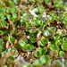 Salix rotundifolia - Photo (c) Abi Woodbridge, alguns direitos reservados (CC BY-NC), uploaded by Abi Woodbridge